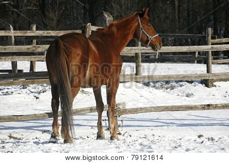 Warm Blood Chestnut Horse Standing In Winter Corral Rural Scene