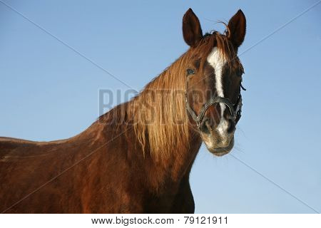 Portrait Of A Nice Purebred Horse Winter Corral