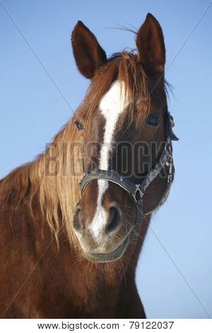 Portrait Of A Nice Purebred Gelding Horse Winter Corral
