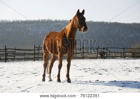 Warm Blood Bay Horse Standing In Winter Corral Rural Scene