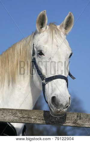 Portrait Head Shot Of A Gray Horse Rural Scene