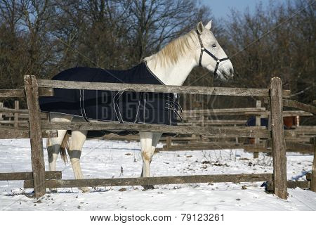 Warm Blood Grey Horse Standing In Winter Corral Rural Scene