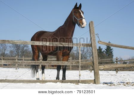 Warm Blood Bay Horse Standing In Winter Corral Rural Scene