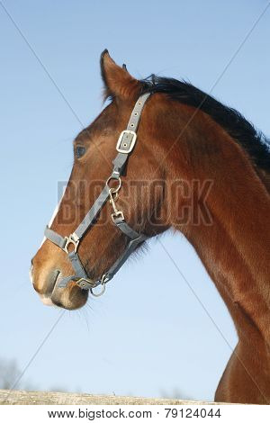 Portrait Of Nice Purebred Horse Winter Corral Rural Scene