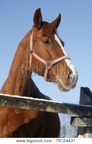 Portrait Of Nice Purebred Horse Winter Corral Rural Scene