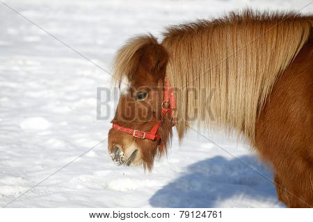 Beautiful Pony Horse Portrait In Winter Meadow