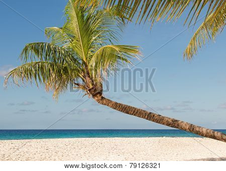 Coconut Tree