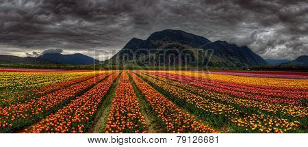 Parallel rows of colorful tulips converging in the distance with dark mountains