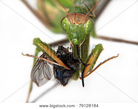  Praying Mantis Eating a Fly close up
