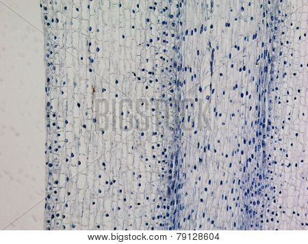 Corn Root Tip Micrograph