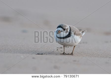 Piping Plover