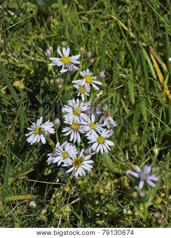 Sea Aster