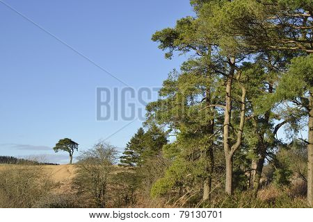 Scots Pine