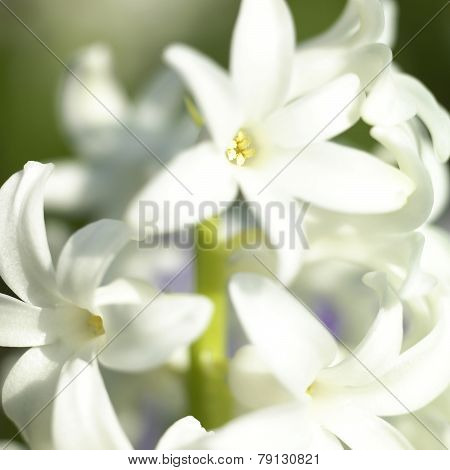 White Flowering Hyacinth