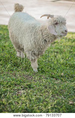Angora Goat