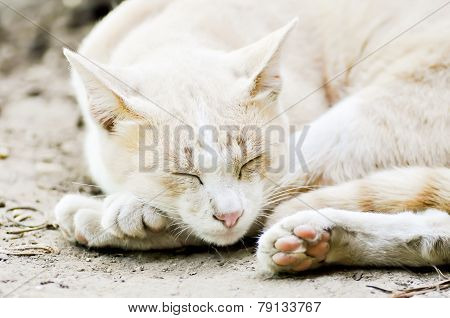 Sleeping Cat