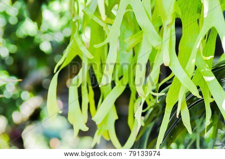 Climbing Bird's Nest Fern