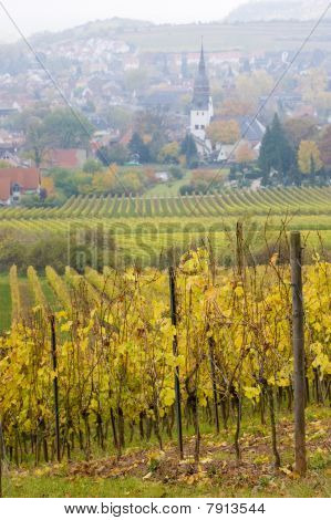 wineyards