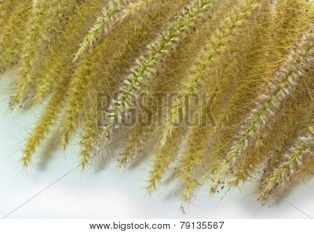 Poaceae