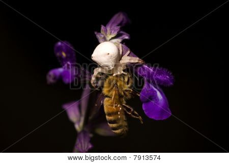 Spider spise bee