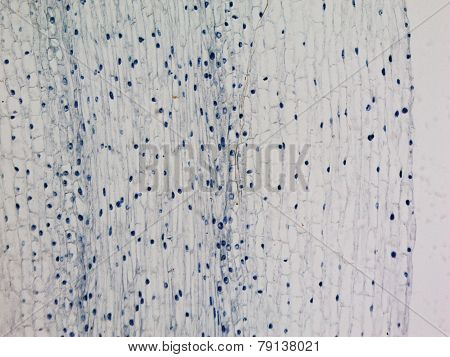 Corn Root Tip Micrograph