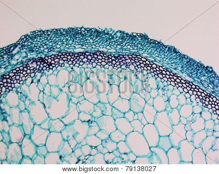 Cucurbita Stem Micrograph