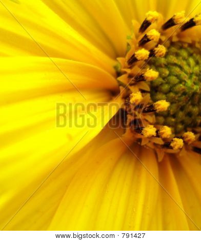 Sonnenblume closeup