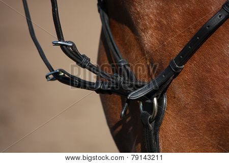 Close Up Of Martingale On Brown Horse