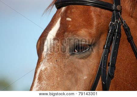 Chestnut Sport Horse Head Close Up In Summer