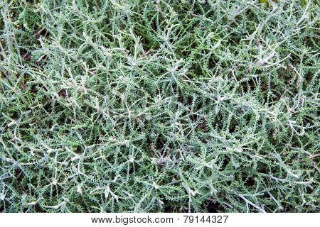 Green Texture