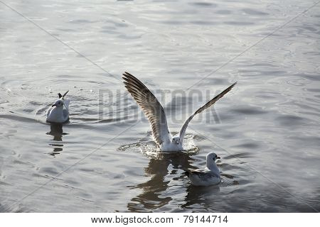 seagulls