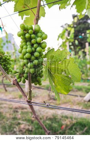 Green Grape in Yard