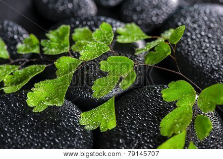 Beautiful Spa Concept Of Green Twig Adiantum Fern On Zen Basalt Stones With Drops, Closeup