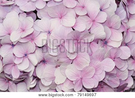 Purple Hydrangea Flowers