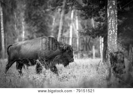 Animals In The Reserve, Russia