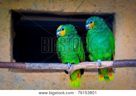 Colourful Parrot Bird Sitting On The Perch