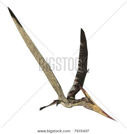 Pteranodon Longiceps