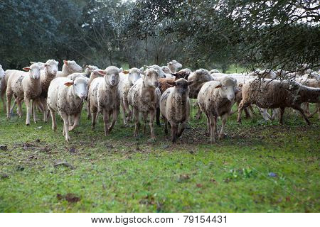 Herd On Dehesa