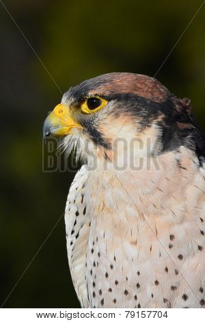 Lanner Falcon
