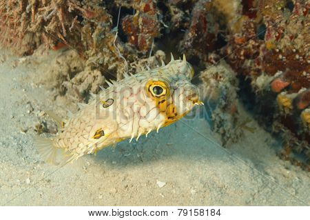 Web Burrfish Swimming Next To A Patch Of Coral Reef