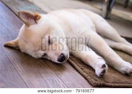 sleeping shiba inu puppy