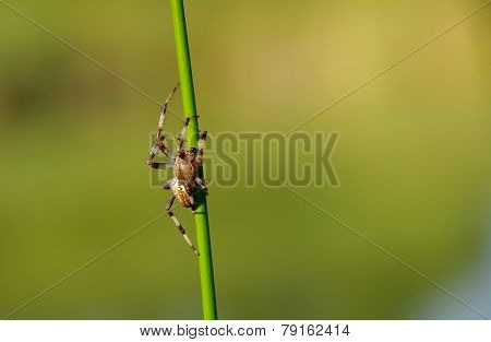 Spider