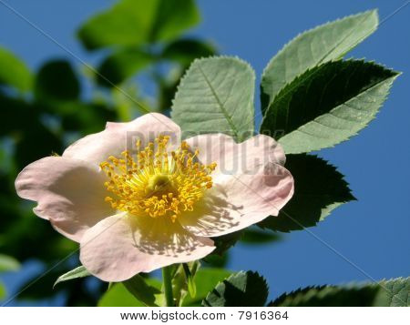 Églantine (rosa Canina)