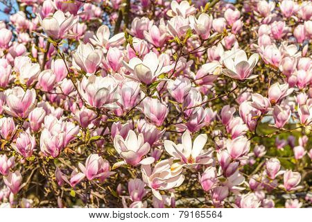 Magnolia