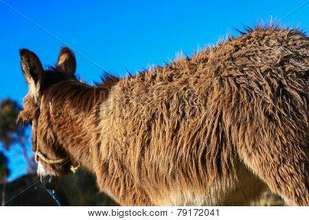 donkey back