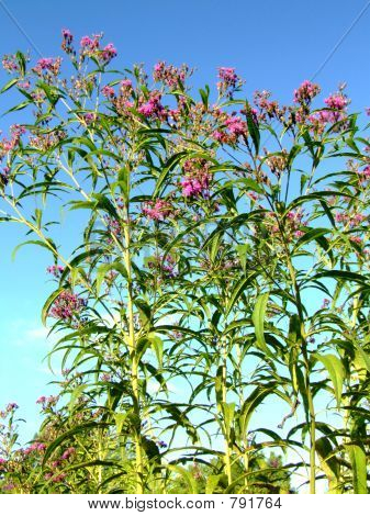 ไวล์ดฟลาวเวอร์ ironweed ในฤดูใบไม้ร่วงก่อน 