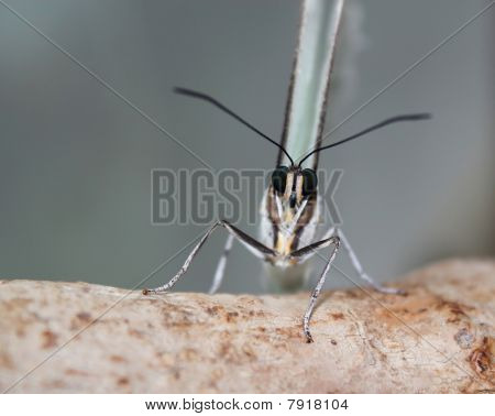 Morpho Polyfemos fjäril