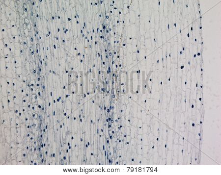 Corn Root Tip Micrograph