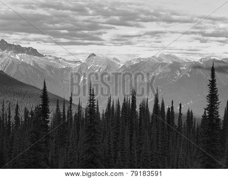 Landscape With Forest In British Columbia. Mount Revelstoke. Canada