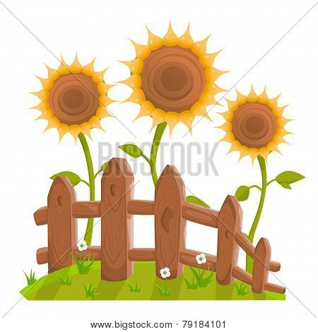 Sunflowers behind fence